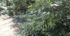 Corylus cornuta