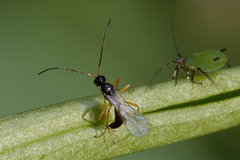 Braconidae