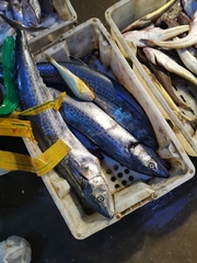 Scomberomorus niphonius