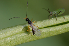 Braconidae