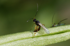 Braconidae