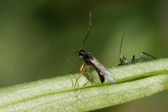 Braconidae