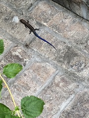 Plestiodon