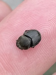 Onthophagus hecate