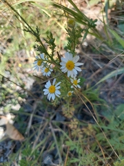 Anthemis cotula