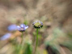 Jasione