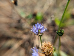 Jasione