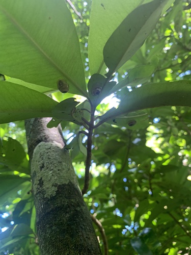 Boninosuccinea ogasawarae, 2022-09-08