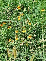 Coreopsis tinctoria