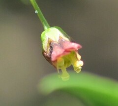 Scrophularia parviflora