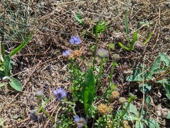 Jasione