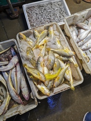 Larimichthys polyactis