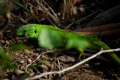 Lacerta agilis grusinica