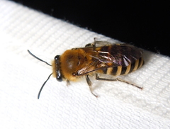 Colletes hederae