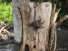 Aratus pisonii