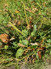 Plantago major