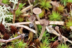 Cladonia pyxidata
