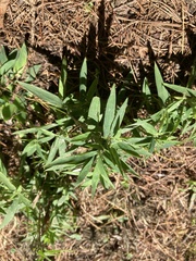 Dichanthelium acuminatum