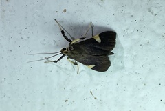 Ulopeza conigeralis