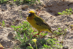 Ploceus capensis