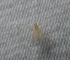 Chironomidae