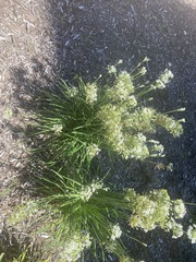 Lepidium fremontii