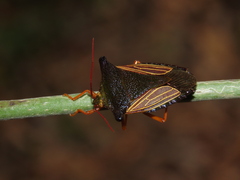 Peromatus