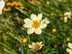 Coreopsis