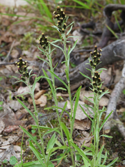 Omalotheca norvegica