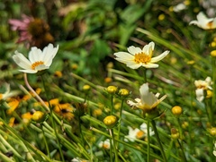 Coreopsis