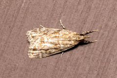 Eudonia heterosalis