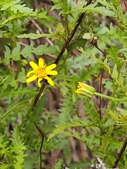 Chrysactinia pinnata