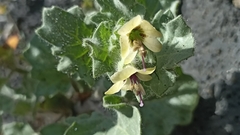 Hyoscyamus albus