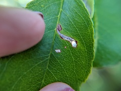 Coptodisca splendoriferella