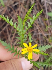 Chrysactinia pinnata