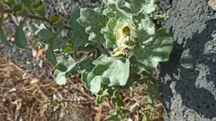 Hyoscyamus albus