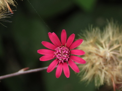 Onoseris purpurata