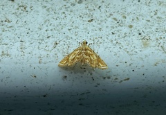 Acentropinae