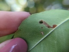 Coptodisca splendoriferella