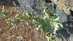 Hyoscyamus albus
