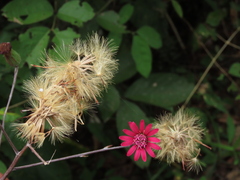 Onoseris purpurata