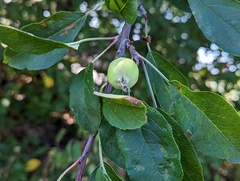 Malus sylvestris