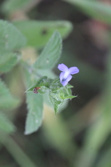 Salvia hirsuta
