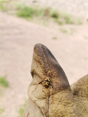 Neoclytus mucronatus