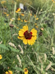Coreopsis tinctoria