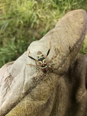 Neoclytus mucronatus