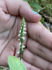 Spiranthes ovalis
