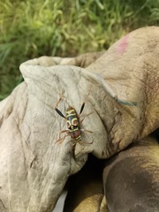 Neoclytus mucronatus
