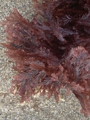 Microcladia coulteri