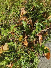 Taraxacum officinale